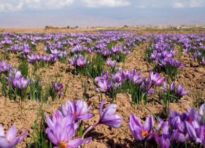 تکمیل محصولات دانش بنیان کشاورزی دانشگاه آزاد اسلامی فسا با کشت مزرعه ای زعفران