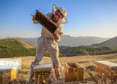 خبرنگاران زنبورداران کردستانی 13 میلیارد ریال تسهیلات دریافت کردند
