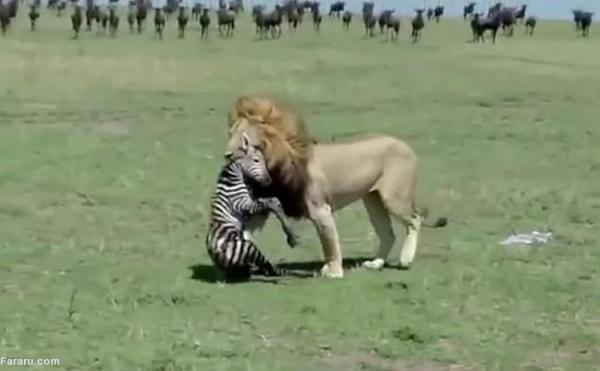 (ویدئو) شکار گورخر تازه متولد شده توسط شیر