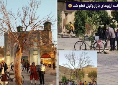 قطع تک درخت آرزوها در شیراز که جاذبه های توریستی بود